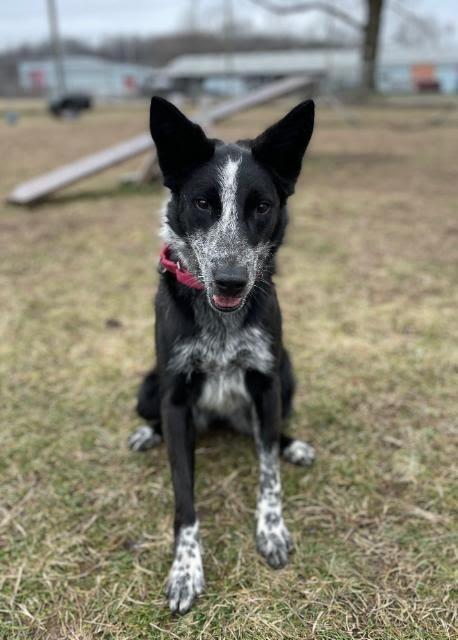 Enlarge Abby, a Adoptable mixed breed in South Bend, IN image 5/6