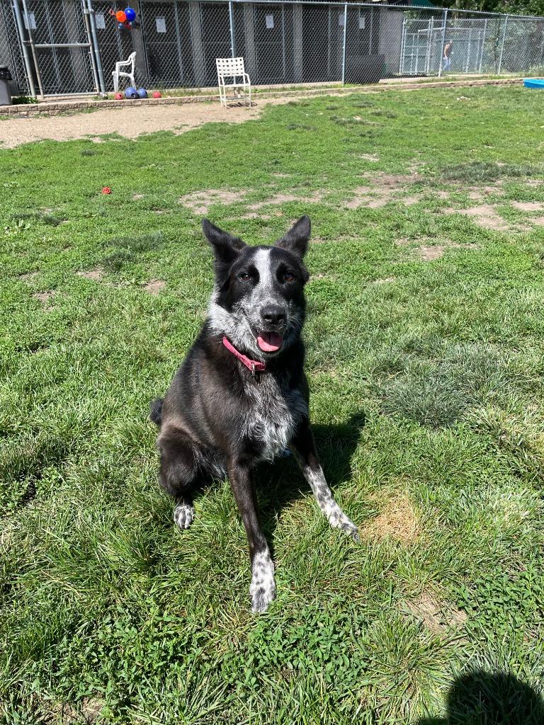 Enlarge Abby, a Adoptable mixed breed in South Bend, IN image 3/6