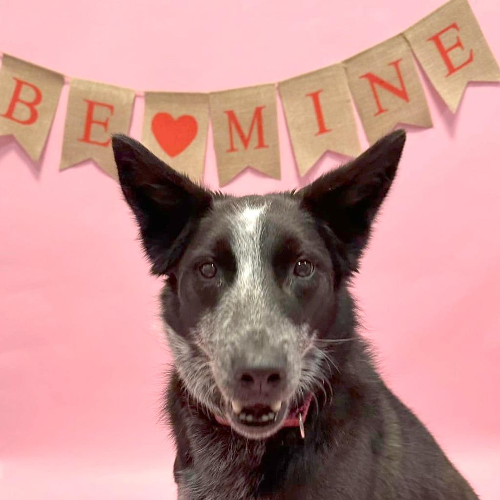 Enlarge Abby, a Adoptable mixed breed in South Bend, IN image 3/6