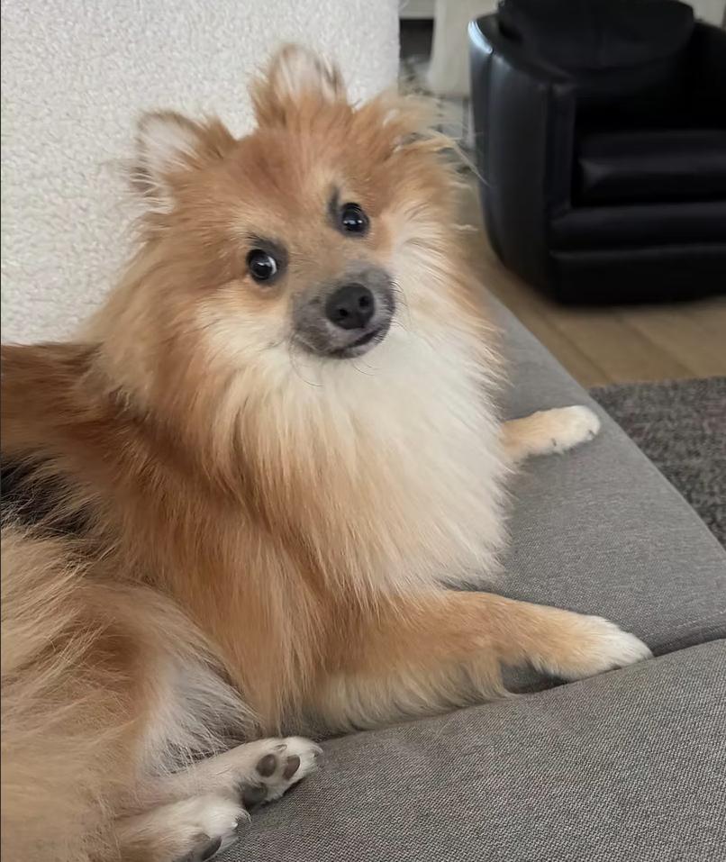 Stetson, ADOPTABLE, Young Male Pomeranian.