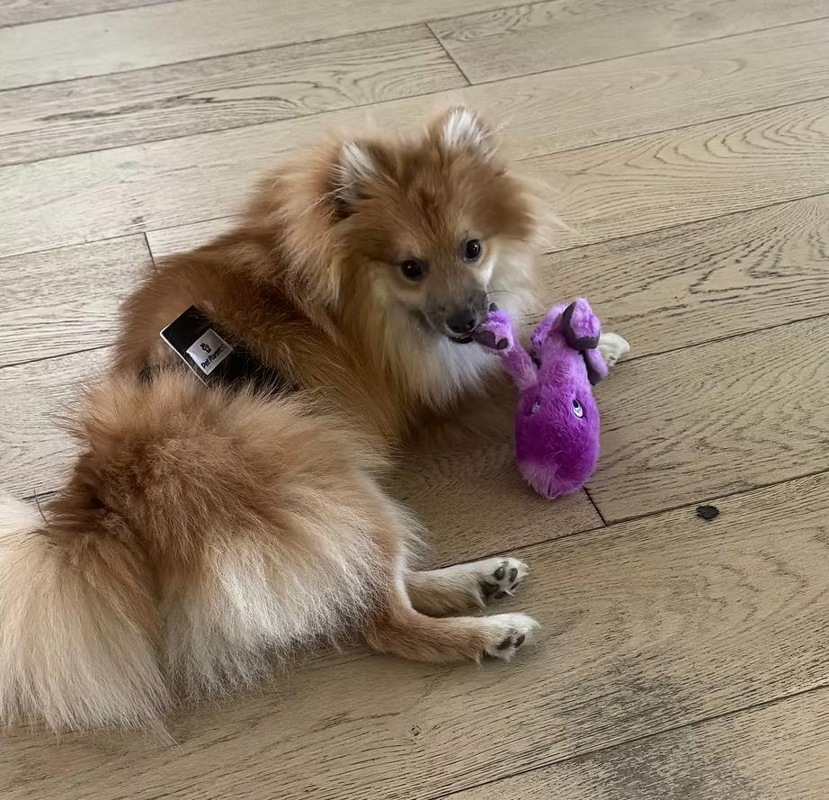 Enlarge Stetson, a ADOPTABLE Pomeranian in Placentia, CA image 2/2