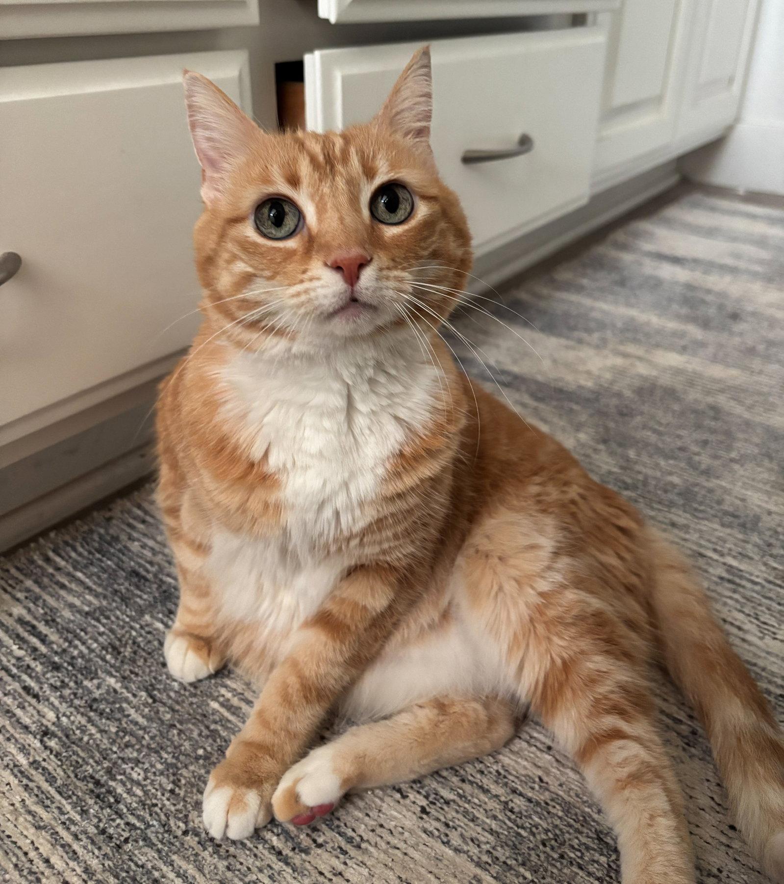 Dini (ADOPTED!), Adopted, Adult Female Domestic Short Hair & Tabby.