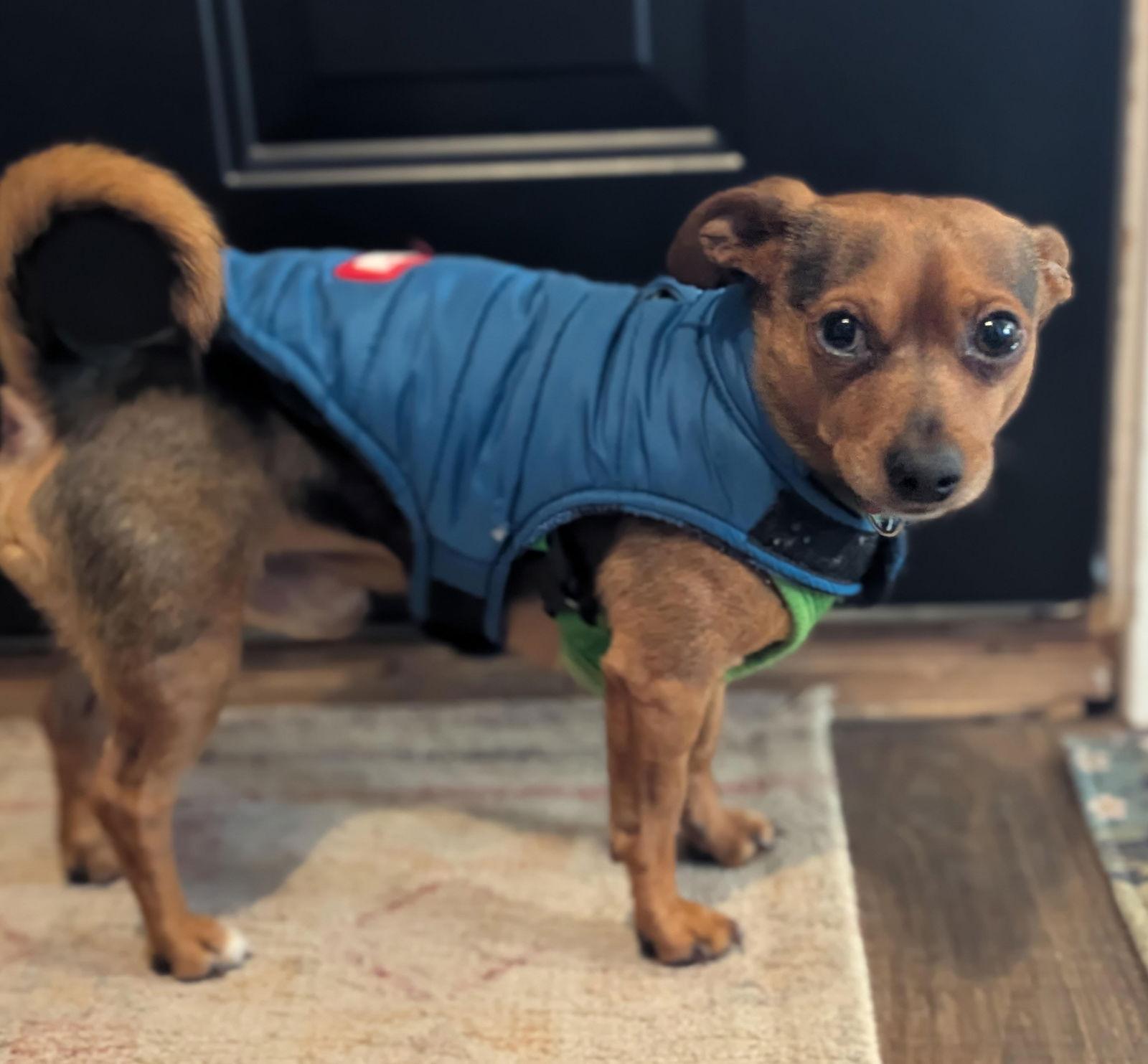 Paco, Adopted, Adult Male Chihuahua & Dachshund.