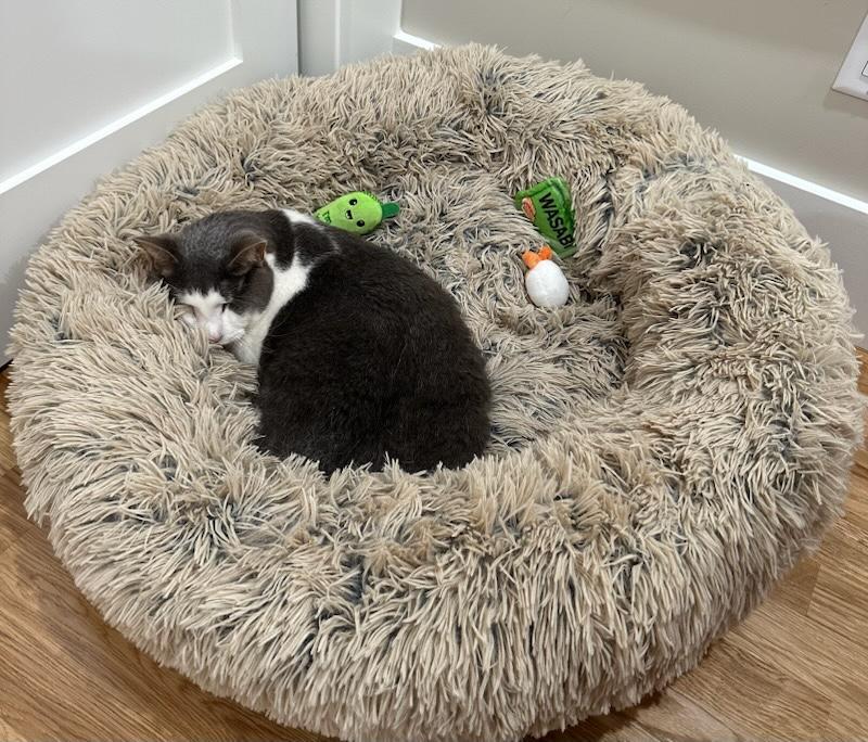 Falcore, a Adoptable Domestic Short Hair in Salem, MA image 2/3