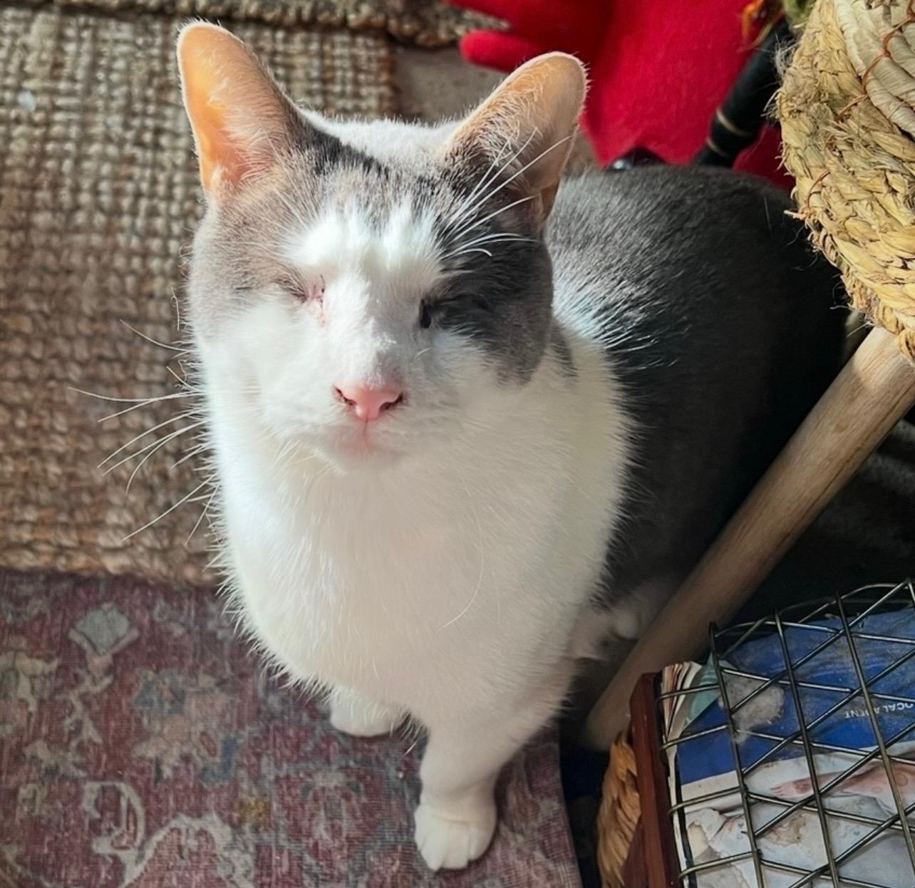 Falcore, a Adoptable Domestic Short Hair in Salem, MA image 1/3