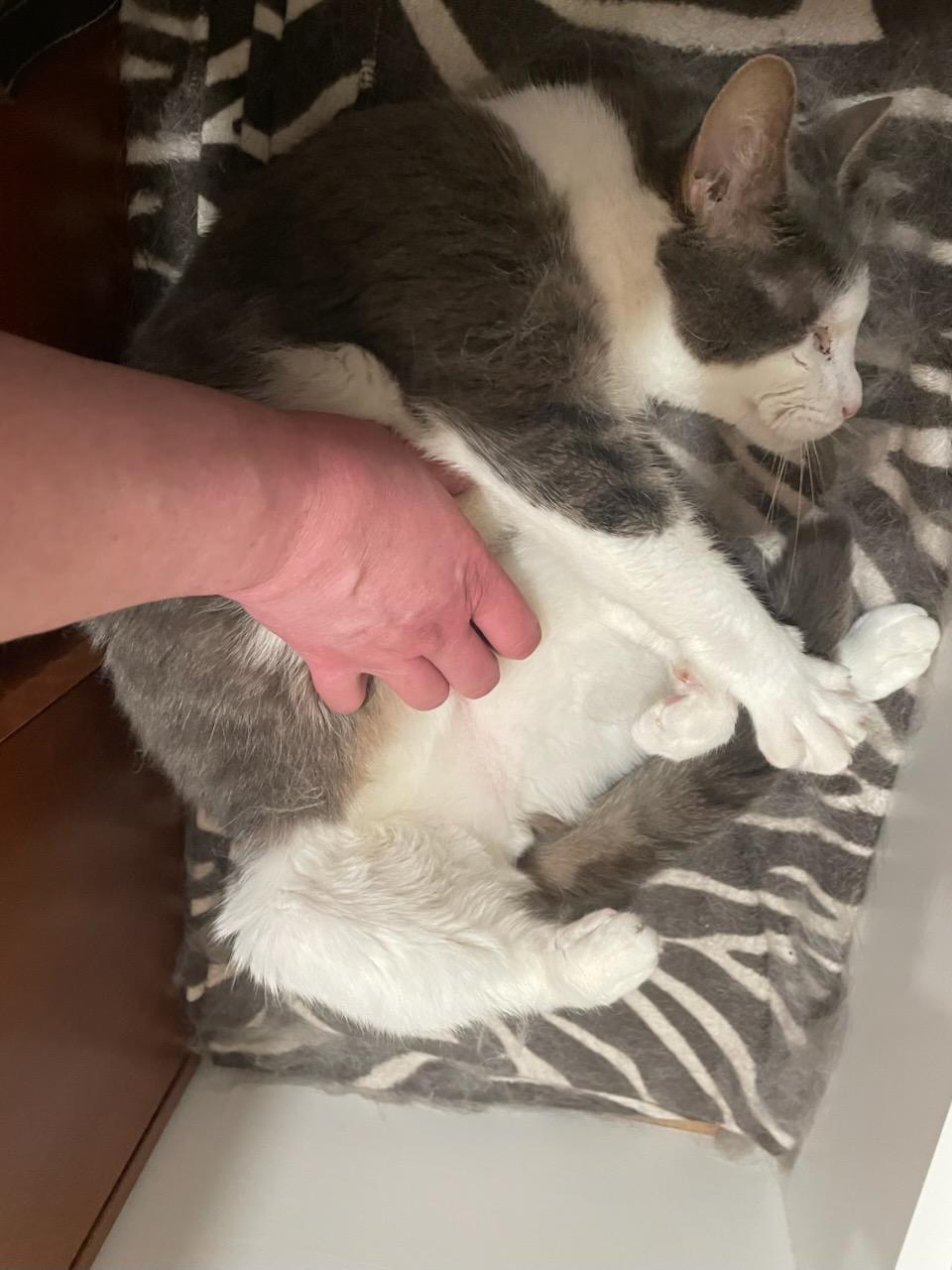 Falcore, a Adoptable Domestic Short Hair in Salem, MA image 3/3