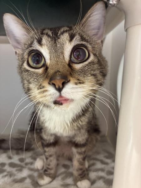 Enlarge *Sir Michael*, a Adoptable mixed breed in Salt Lake City, UT image 1/4