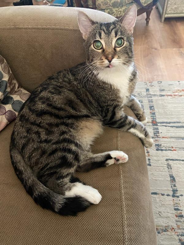 Enlarge *Sir Michael*, a Adoptable mixed breed in Salt Lake City, UT image 2/4