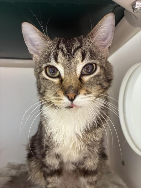 Enlarge *Sir Michael*, a Adoptable mixed breed in Salt Lake City, UT image 3/4