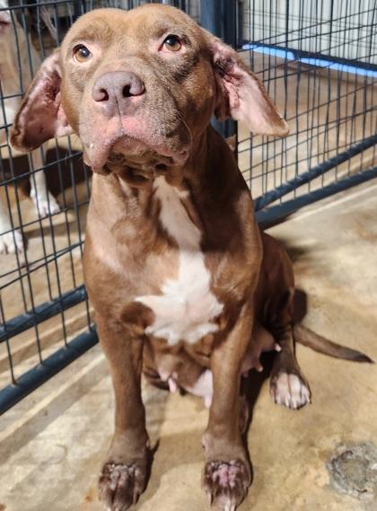 Enlarge Abbie, a Adoptable Mixed Breed in Jackson, GA image 1/1