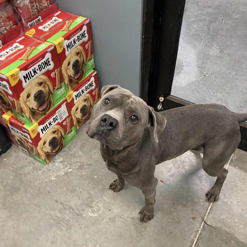 Sly, Adoptable, Adult Male Pit Bull Terrier.