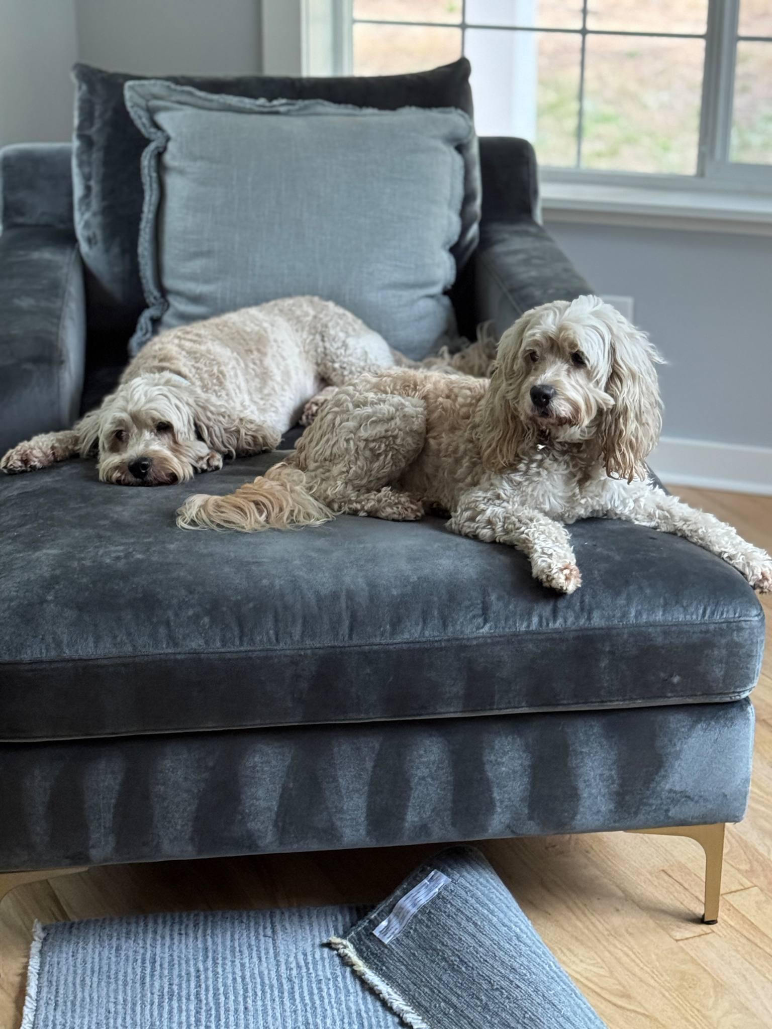 Leia, an adoptable Cockapoo in Port Angeles, WA, 98362 | Photo Image 1