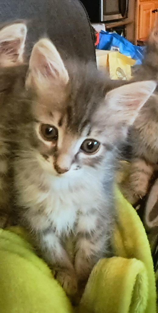 John, Adoptable, Kitten Male Domestic Short Hair.