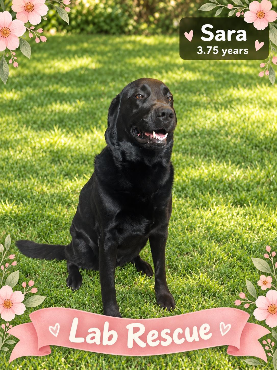 Enlarge Sara, a Adoptable Labrador Retriever in Oakville, ON image 1/1