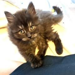 Enlarge Penny, a Adoptable Domestic Long Hair in Chantilly, VA image 1/5