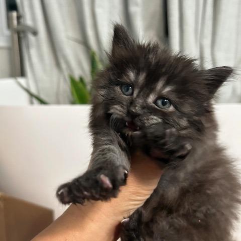 Enlarge Penny, a Adoptable Domestic Long Hair in Chantilly, VA image 5/5