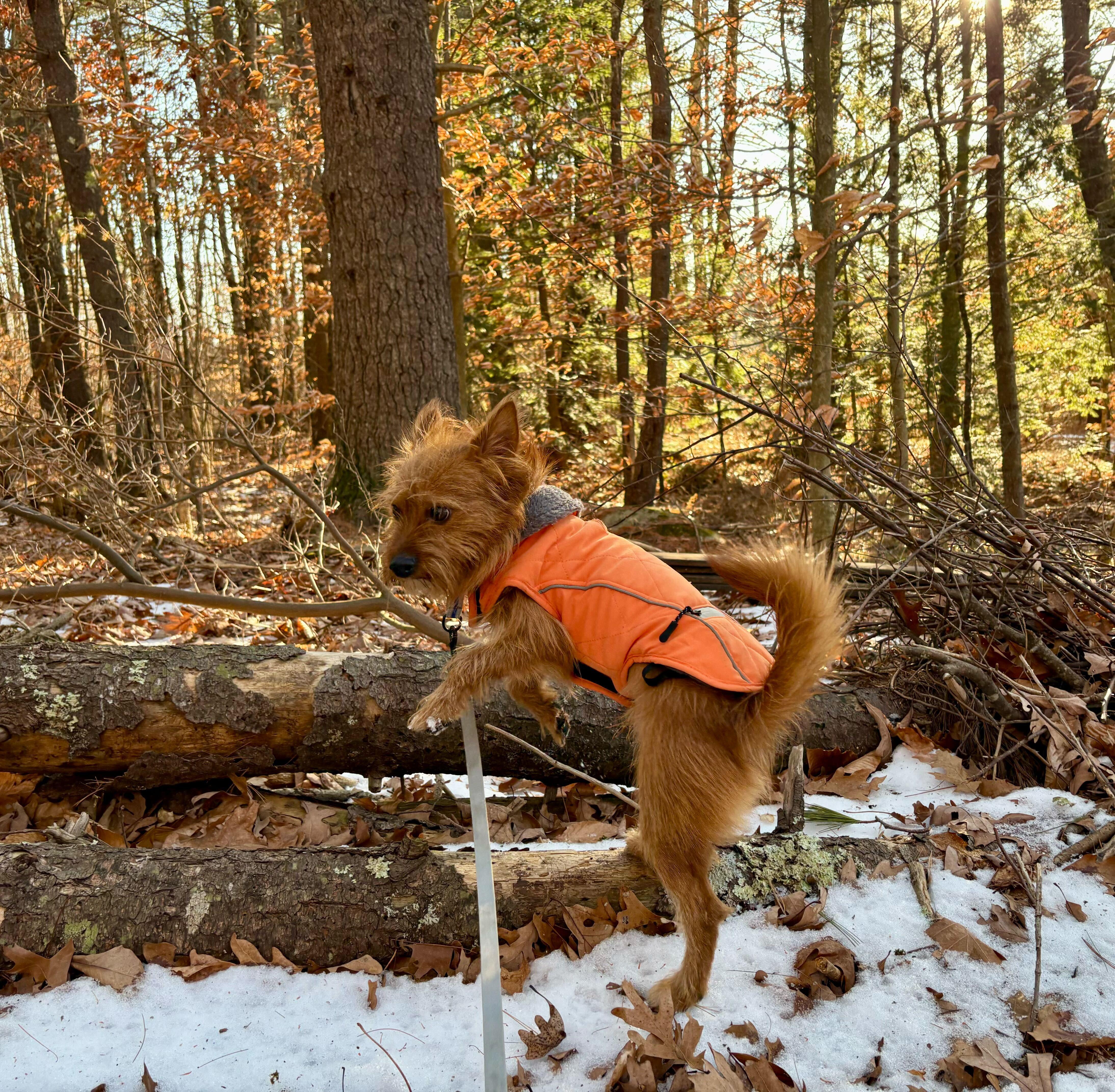 Enlarge Rudy, a ADOPTABLE mixed breed in Weare, NH image 2/6