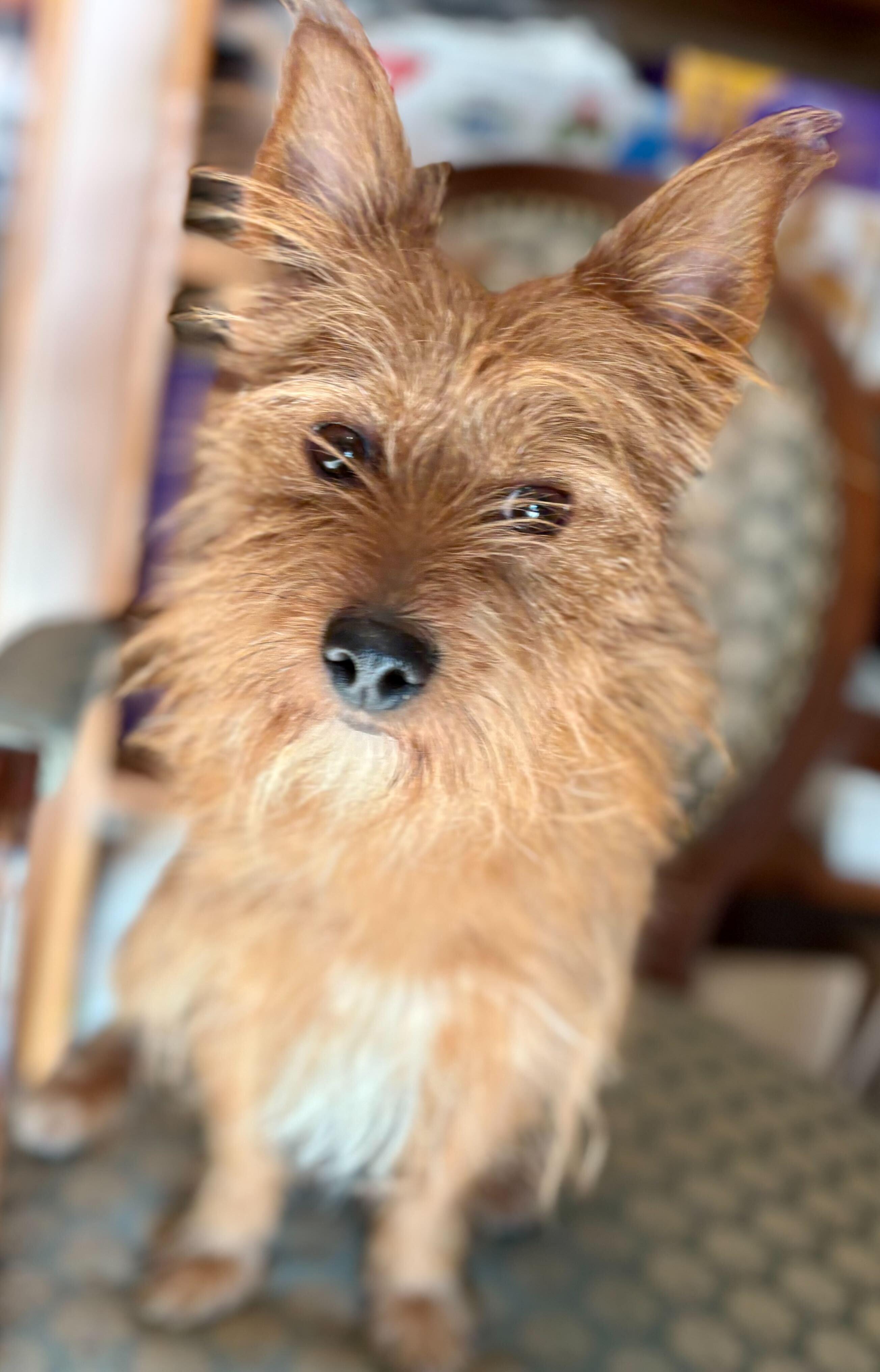 Enlarge Rudy, a ADOPTABLE mixed breed in Weare, NH image 4/6