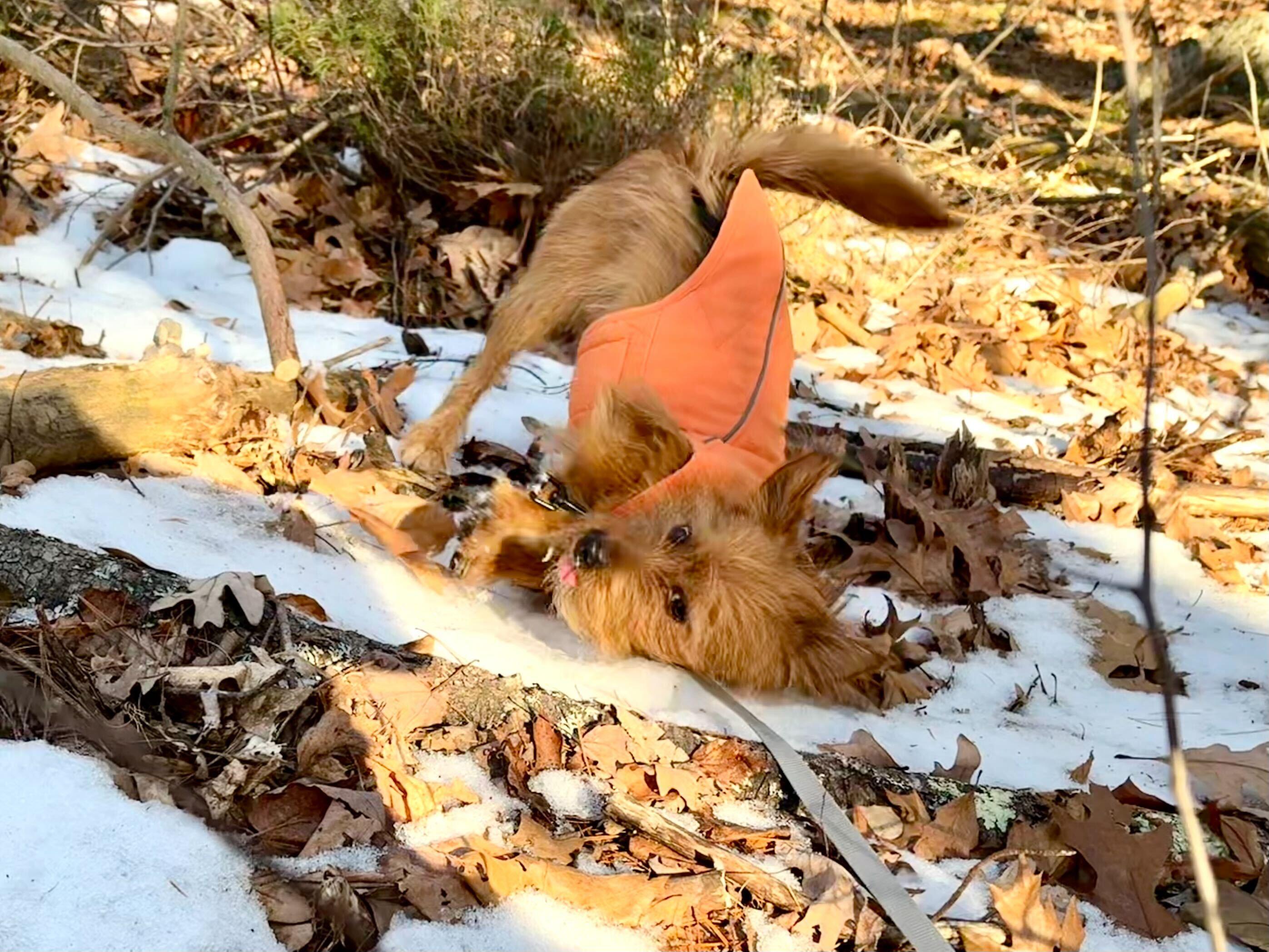 Enlarge Rudy, a ADOPTABLE mixed breed in Weare, NH image 5/6