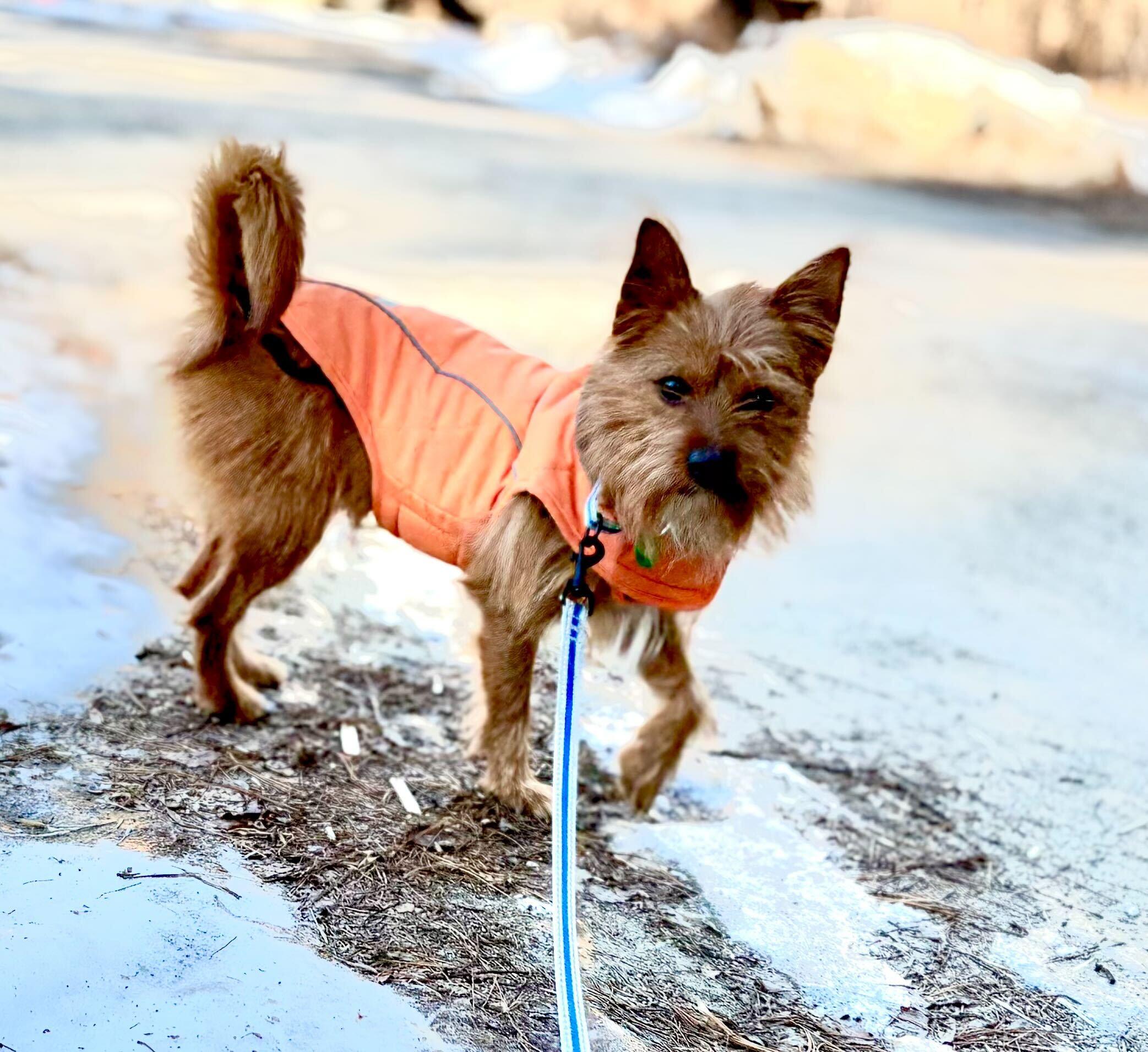Enlarge Rudy, a ADOPTABLE mixed breed in Weare, NH image 3/6