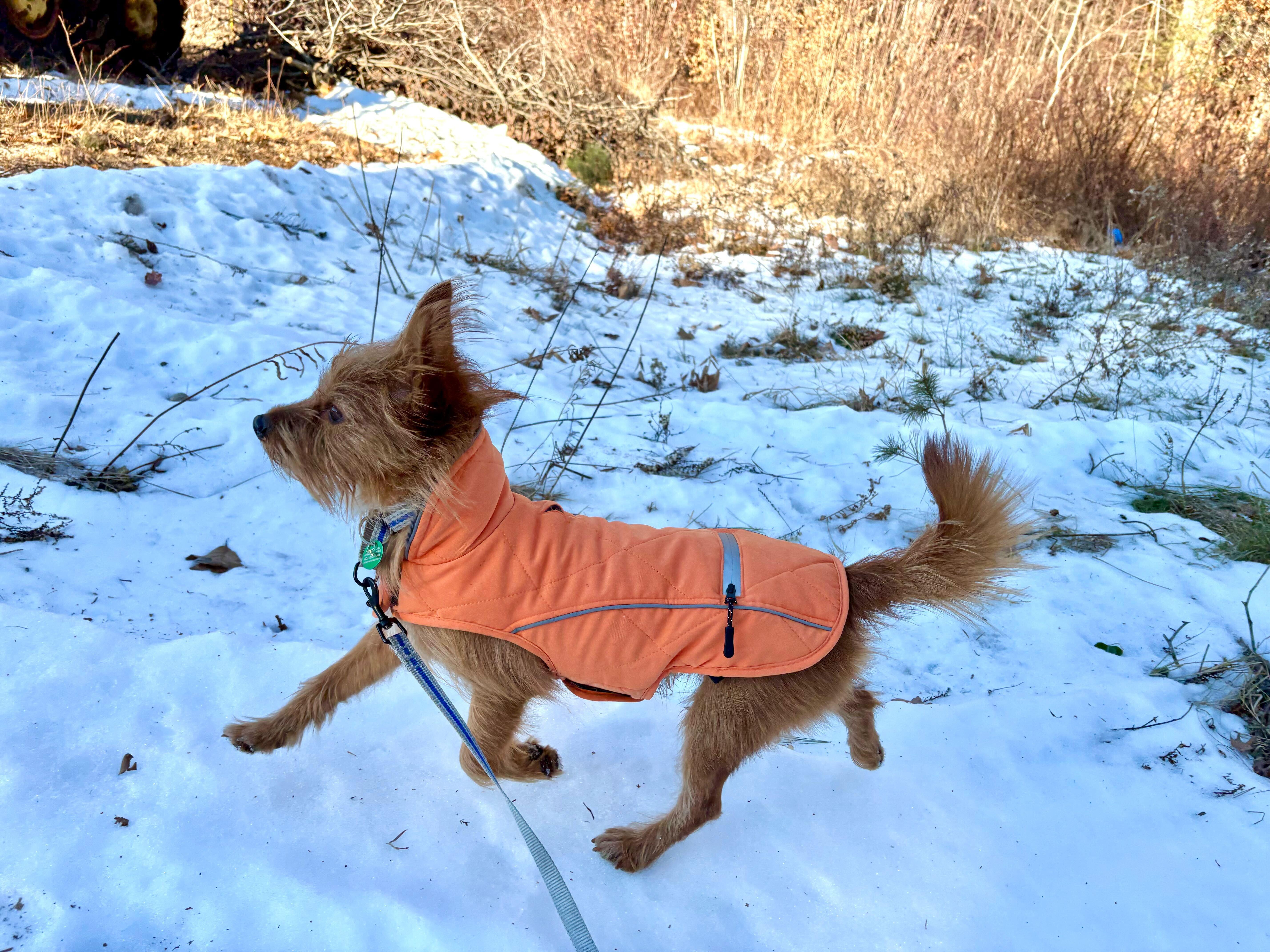 Enlarge Rudy, a ADOPTABLE mixed breed in Weare, NH image 6/6