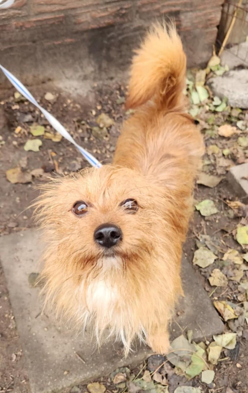 Enlarge Rudy, a ADOPTABLE mixed breed in Weare, NH image 1/6