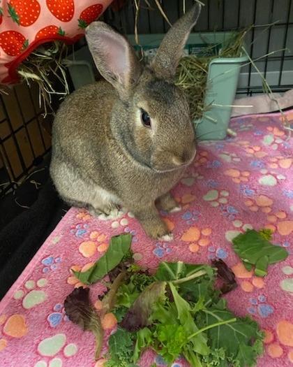 Munchkin, Adoptable, Adult Male American.