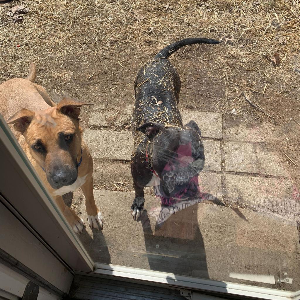Bob, Adoptable, Adult Male Shepherd.