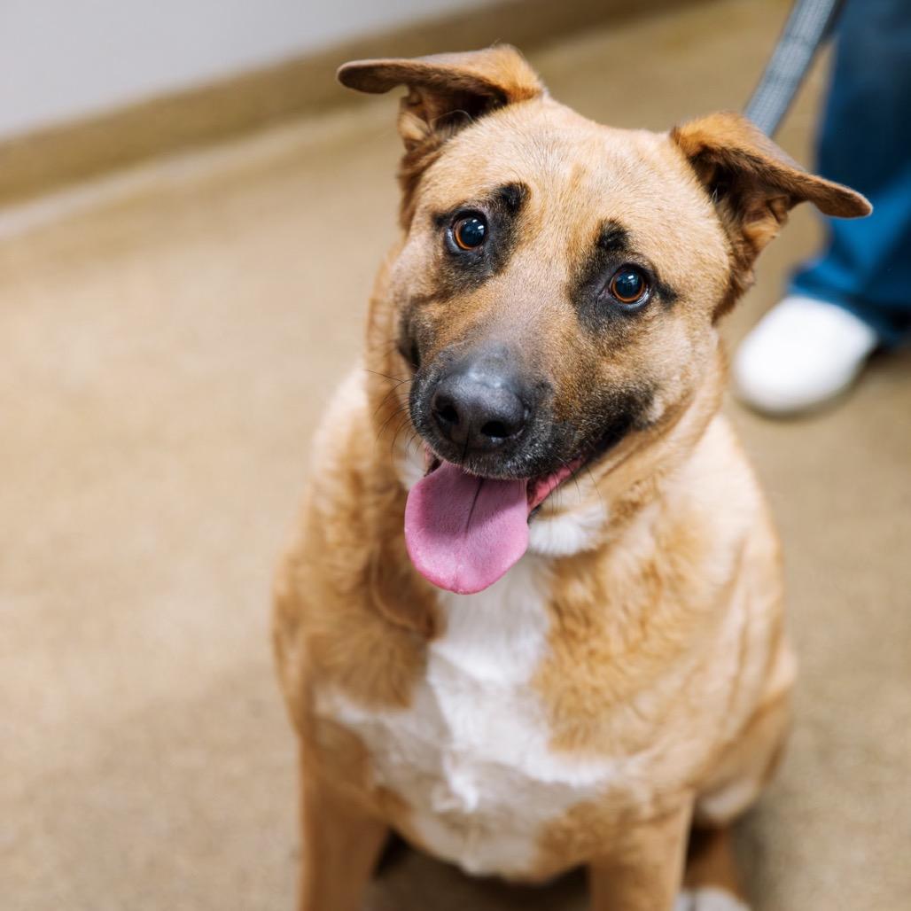 Bob, Adoptable, Adult Male Shepherd.