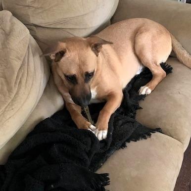 Enlarge Bob, a Adoptable mixed breed in Shawnee, KS image 1/6