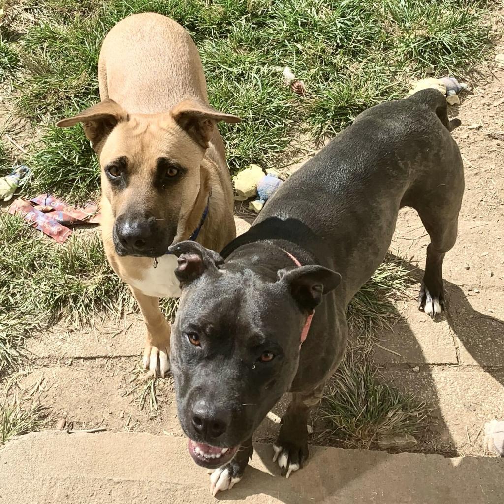 Bob, Adoptable, Adult Male Shepherd.