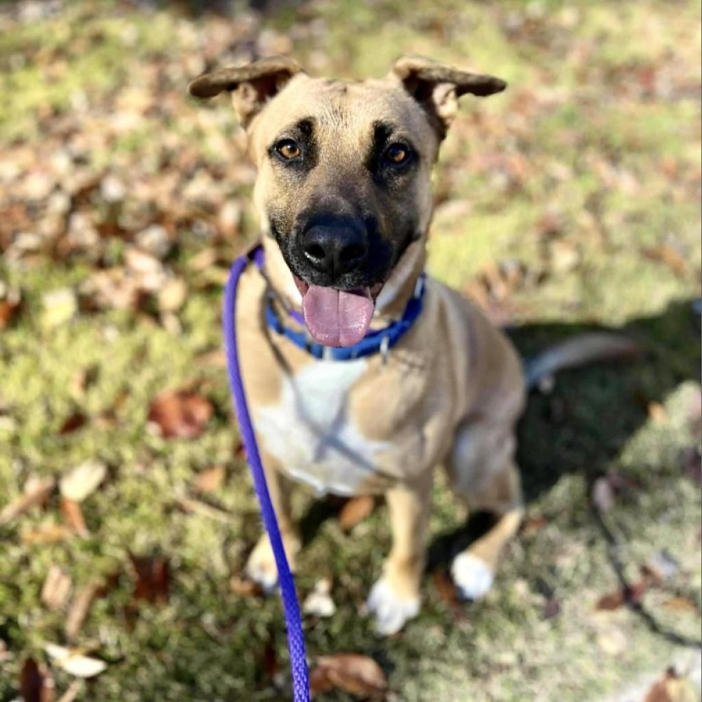 Enlarge Bob, a Adoptable mixed breed in Shawnee, KS image 2/6