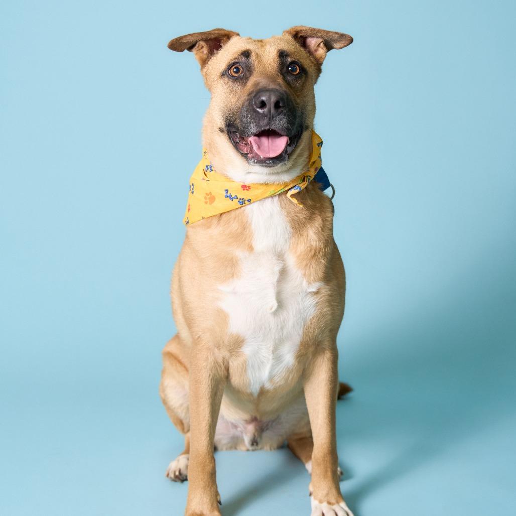 Enlarge Bob, a Adoptable mixed breed in Shawnee, KS image 3/6