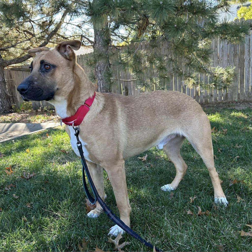 Enlarge Bob, a Adoptable mixed breed in Shawnee, KS image 4/6