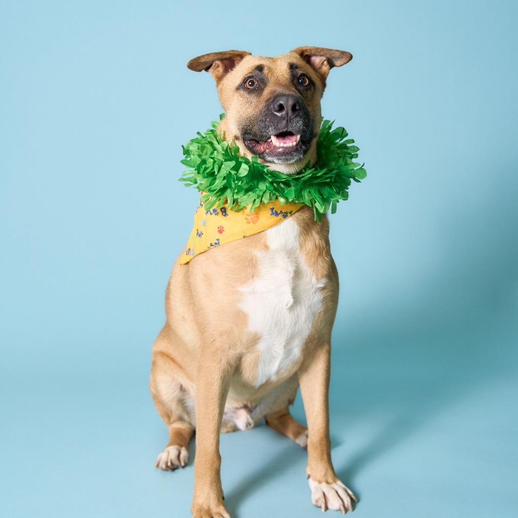 Enlarge Bob, a Adoptable mixed breed in Shawnee, KS image 5/6