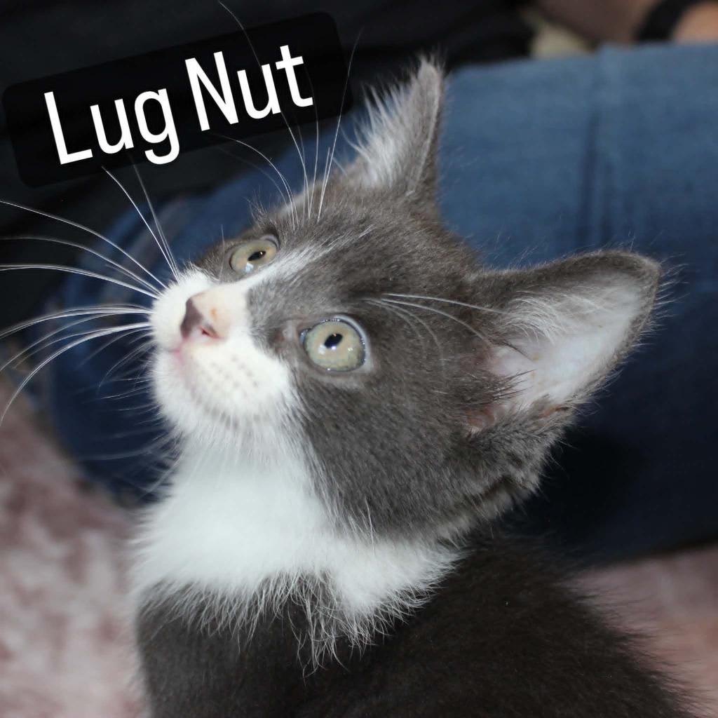 Lugnut (Shell), Adoptable, Kitten Male Domestic Short Hair.