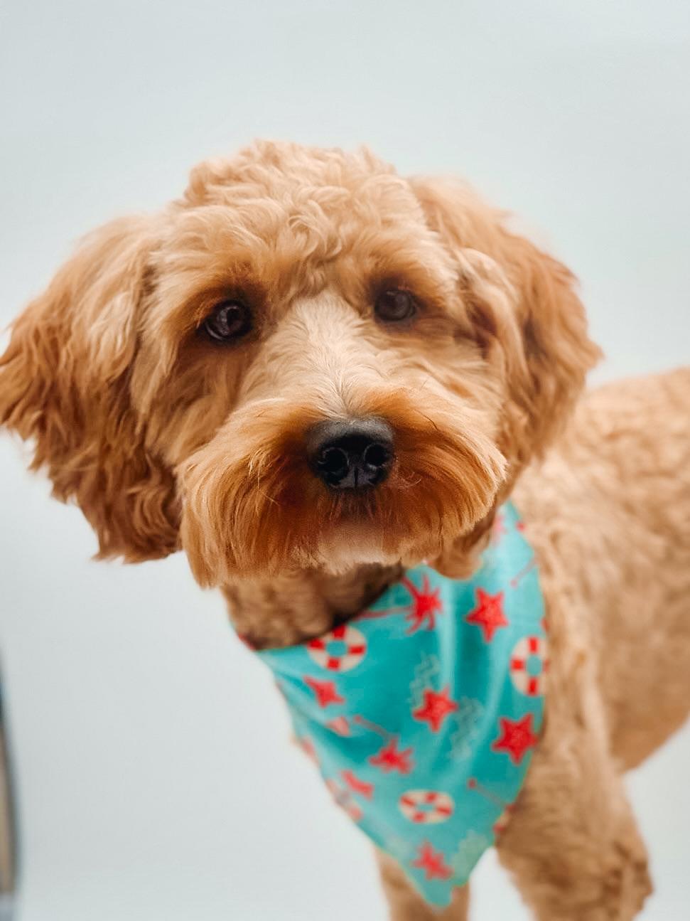 Enlarge Grover, a ADOPTABLE Goldendoodle in Atlanta, GA image 4/5
