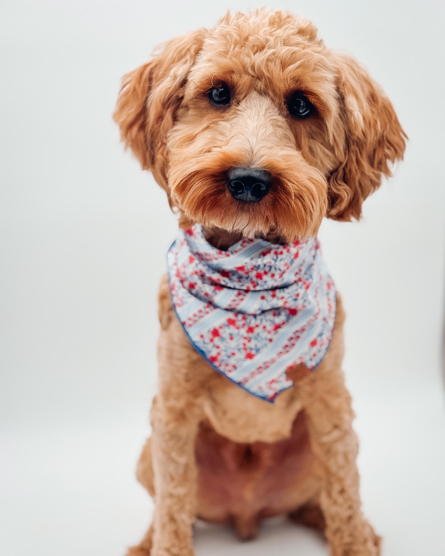 Grover, ADOPTABLE, Young Male Goldendoodle.