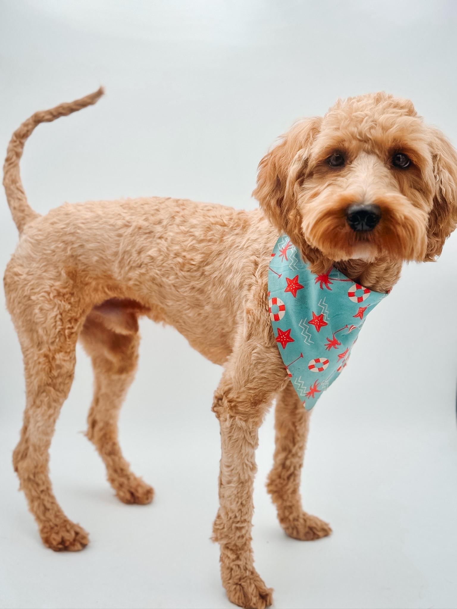 Enlarge Grover, a ADOPTABLE Goldendoodle in Atlanta, GA image 2/5