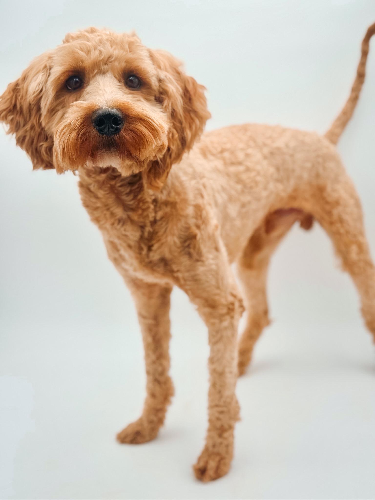 Enlarge Grover, a ADOPTABLE Goldendoodle in Atlanta, GA image 3/5