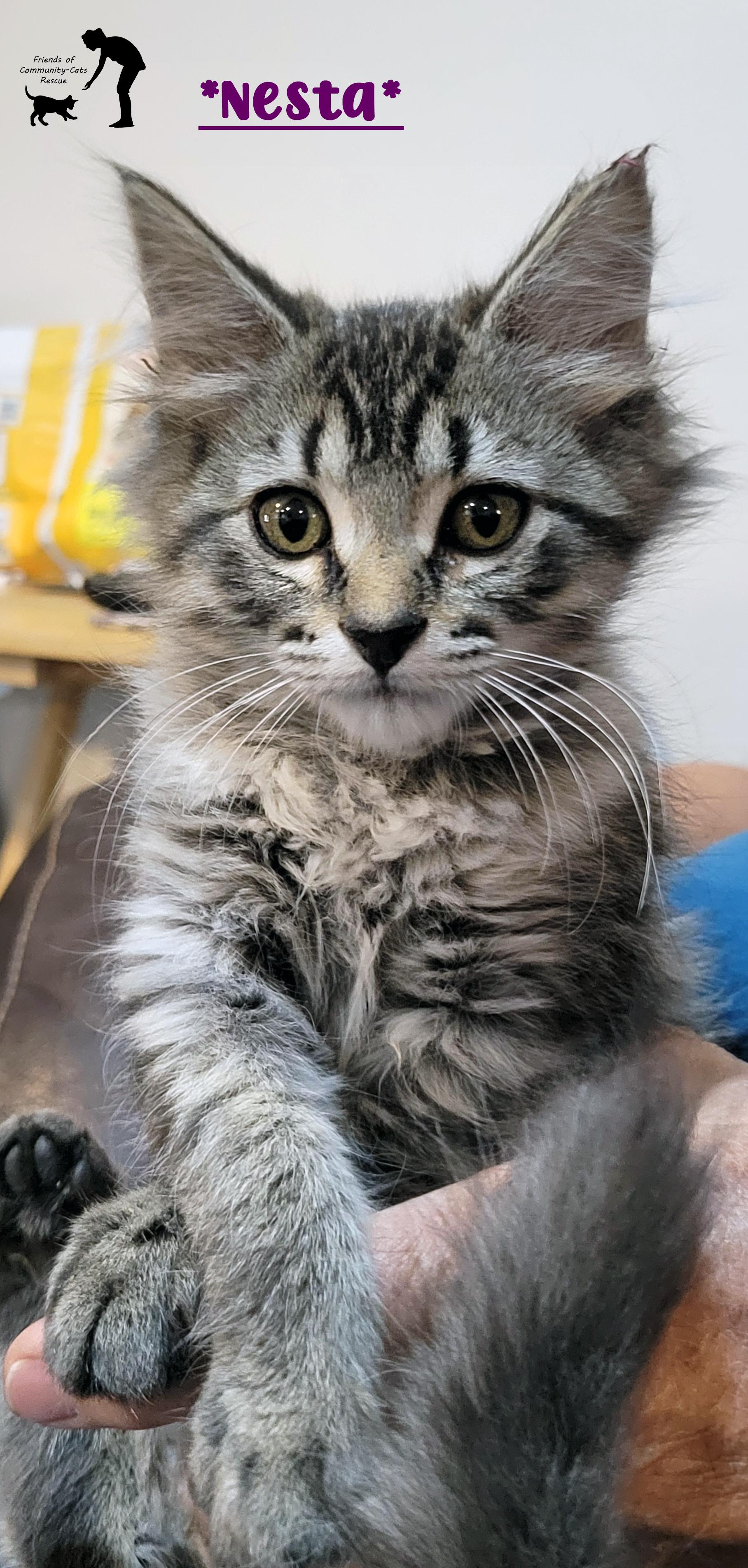 Nesta, ADOPTABLE, Young Female Domestic Medium Hair.