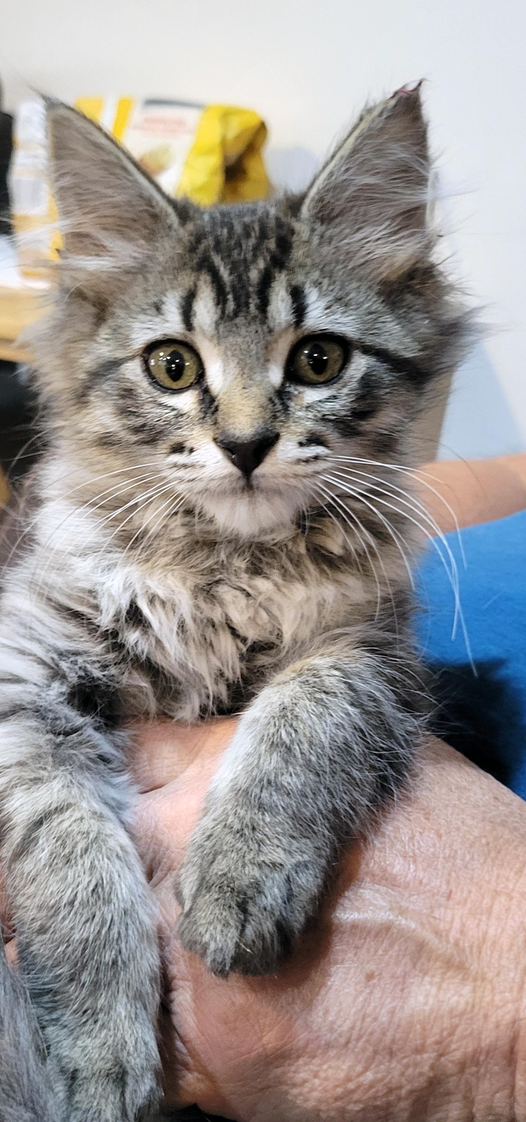 Enlarge Nesta, a ADOPTABLE Domestic Medium Hair in Centerville, UT image 2/2