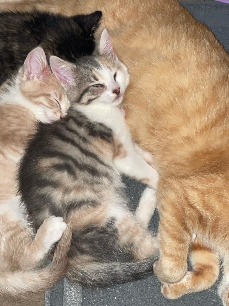 Enlarge Blu, a Adoptable mixed breed in Owatonna, MN image 2/6