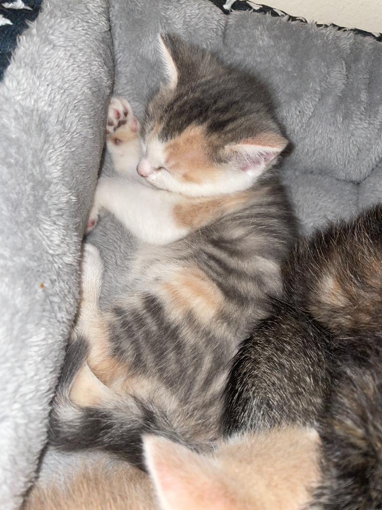 Enlarge Blu, a Adoptable mixed breed in Owatonna, MN image 4/6