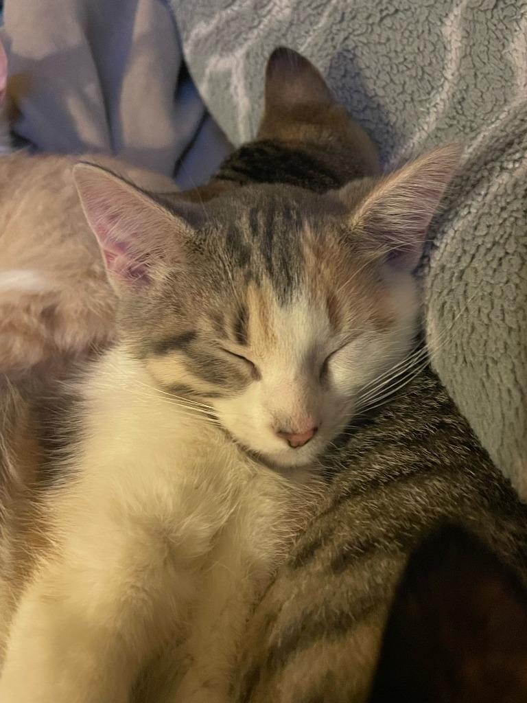 Enlarge Blu, a Adoptable mixed breed in Owatonna, MN image 5/6