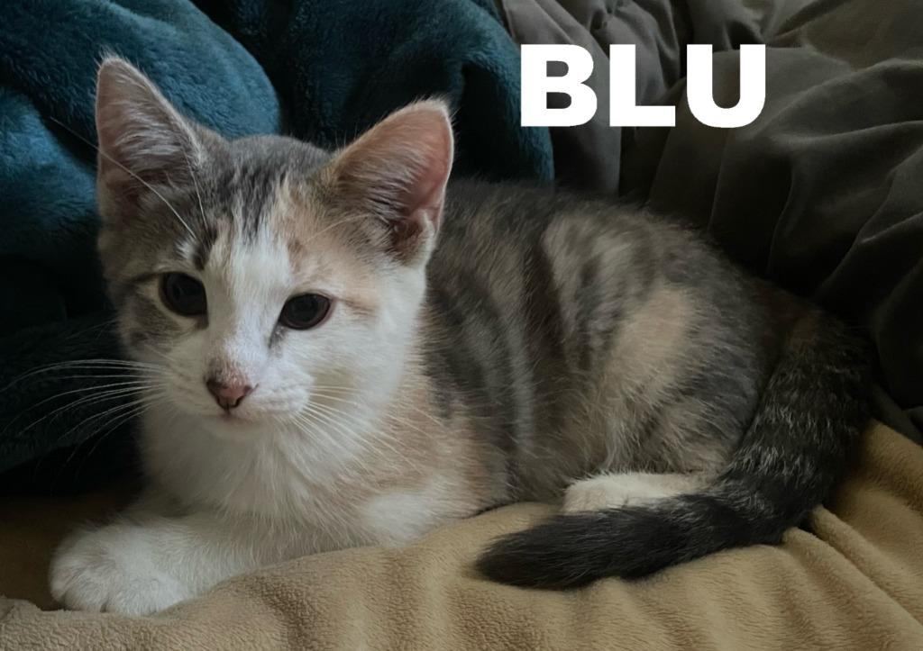 Enlarge Blu, a Adoptable mixed breed in Owatonna, MN image 6/6