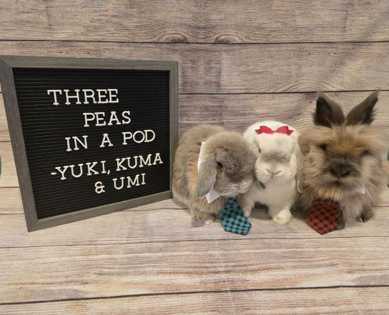 Kuma, a Adoptable Lionhead in Columbus, OH image 2/2