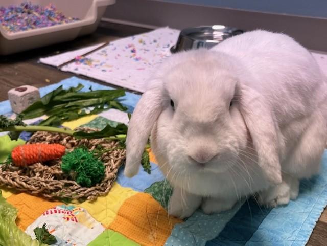 Trix, adopted, Adult Male Holland Lop.