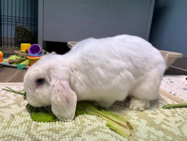 Enlarge Trix, an adopted Holland Lop in Grosse Ile, MI image 4/4