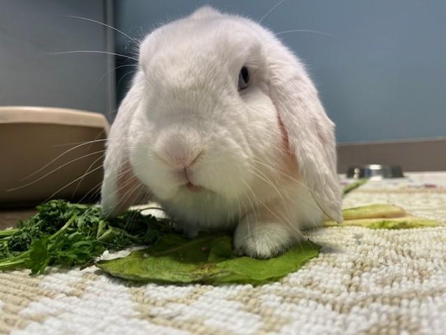 Enlarge Trix, an adopted Holland Lop in Grosse Ile, MI image 3/4